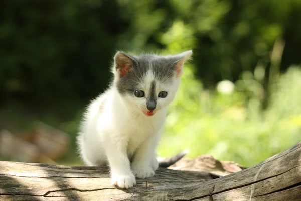 Gatito gris maullando suavemente y descansando sobre el tronco del árbol —  Fotos de Stock