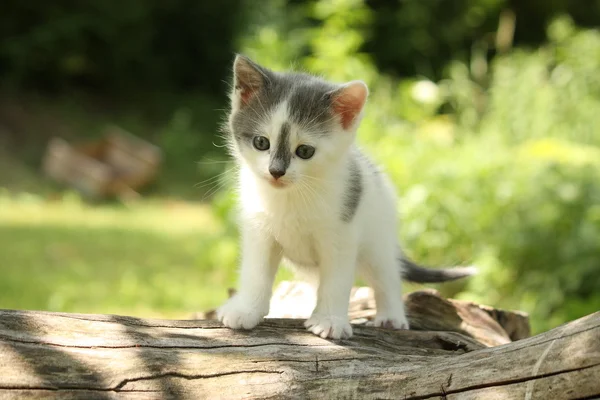 Gray kitten sitting on the tree branch — Stock Photo, Image