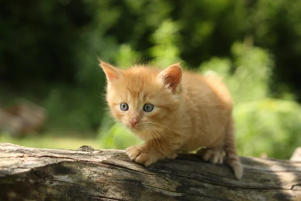 Adorable red kitten climbing the tree branch — Stock Photo, Image