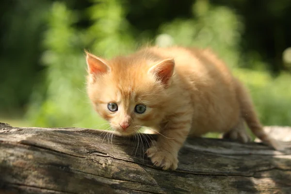 Adorable red kitten climbing the tree branch — Stock Photo, Image