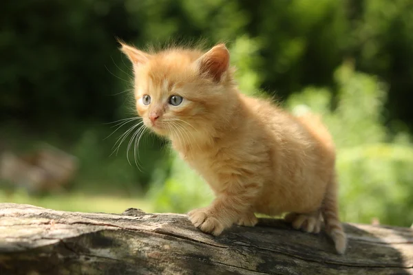 Adorável gatinho vermelho escalando o galho da árvore — Fotografia de Stock