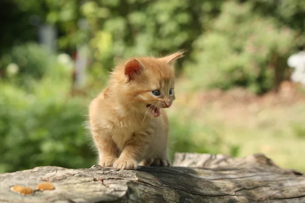 Adorable red kitten climbing the tree branch — Stock Photo, Image