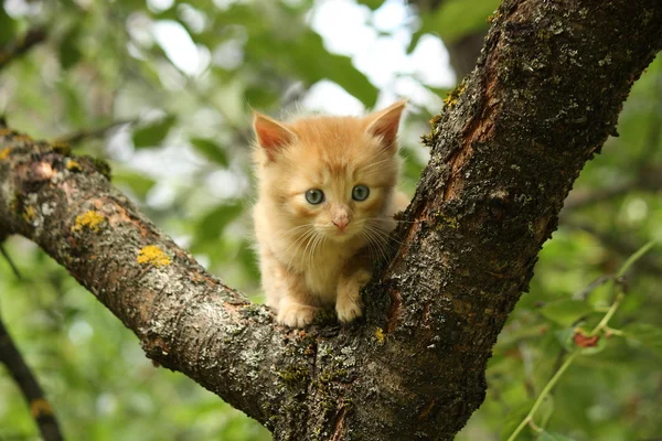 Adorable gatito rojo trepando la rama del árbol — Foto de Stock
