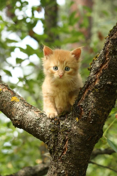 Adorable red kitten climbing the tree branch — Stock Photo, Image