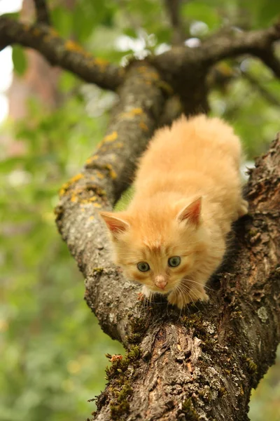 Roztomilá červená kočička lezení větev stromu — Stock fotografie