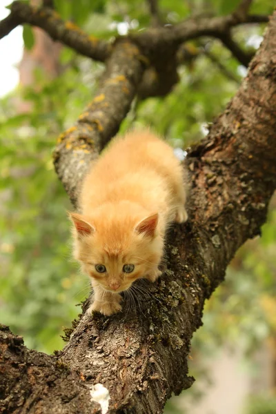 Roztomilá červená kočička lezení větev stromu — Stock fotografie