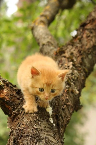 Ağaç dalı tırmanma çok güzel kırmızı kedi yavrusu — Stok fotoğraf