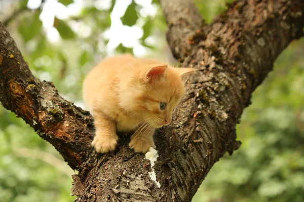 Adorable gatito rojo trepando la rama del árbol — Foto de Stock