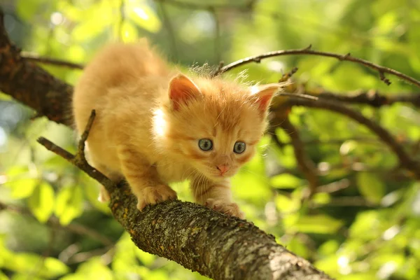 Adorável gatinho vermelho escalando o galho da árvore — Fotografia de Stock