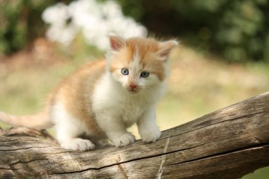 Güdük üzerinde dinlenme mutlu beyaz kırmızı kedi yavrusu