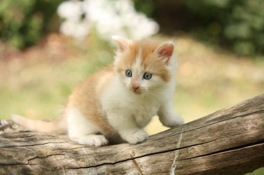 Güdük üzerinde dinlenme mutlu beyaz kırmızı kedi yavrusu