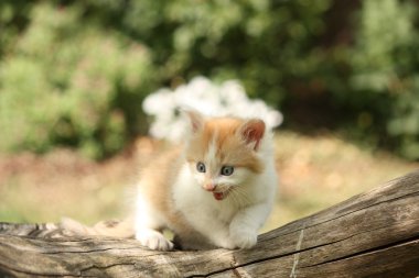 Güdük üzerinde dinlenme mutlu beyaz kırmızı kedi yavrusu
