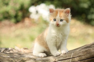 Güdük üzerinde dinlenme mutlu beyaz kırmızı kedi yavrusu
