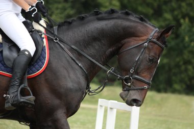 Black horse portrait during competition clipart