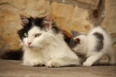 Anne kedi ve birlikte dinlenme onu yavru kedi