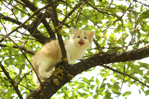 Lindo gatito blanco sentado en las ramas de los árboles — Foto de Stock