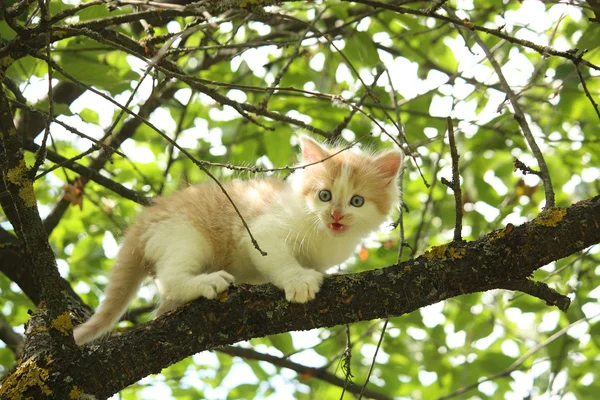 Cute white kitten sitting on the tree branches — Stock Photo, Image