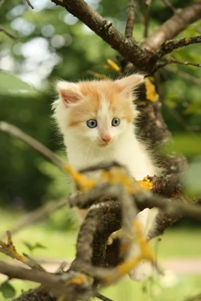 Chaton blanc mignon assis sur les branches de l'arbre — Photo