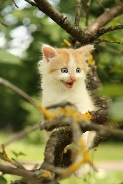 Chaton mignon grimpant arbre et miauler drôle — Photo