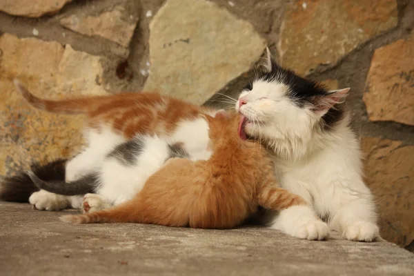 Mamma gatto e i suoi gattini riposano insieme — Foto Stock