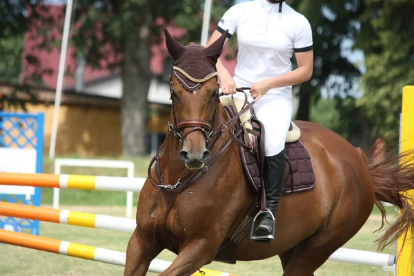 Retrato de caballo marrón durante la competición —  Fotos de Stock