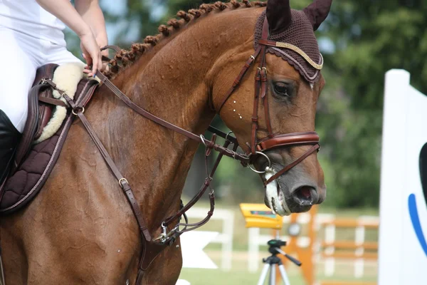 Hnědý kůň portrét během soutěže — Stock fotografie