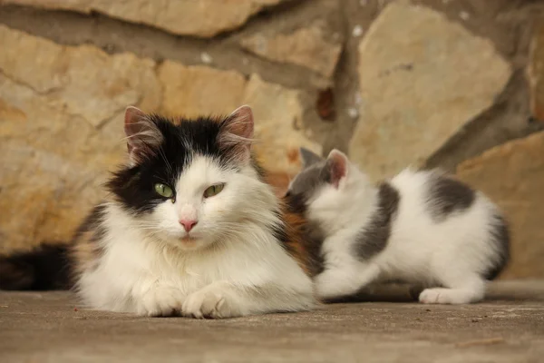 Mother cat and her kittens resting together