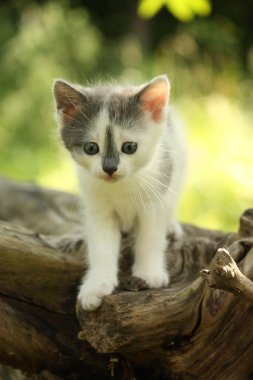 Gri kedi yavrusu duran ağaç kütüğü