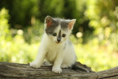 Gri kedi yavrusu duran ağaç kütüğü