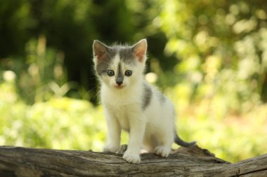 Gri kedi yavrusu duran ağaç kütüğü