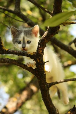 Ağaç dalı yaz aylarında tırmanma şirin küçük yavru kedi