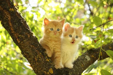 Ağaç dalı üzerinde oturan iki şirin yavru kedi
