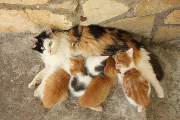 Mother cat and her kittens resting together — Stock Photo, Image