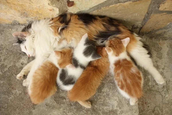 Mors katt og kattungene hviler sammen – stockfoto