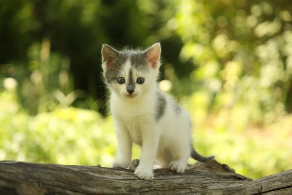 Gatinho cinzento em pé no toco da árvore — Fotografia de Stock