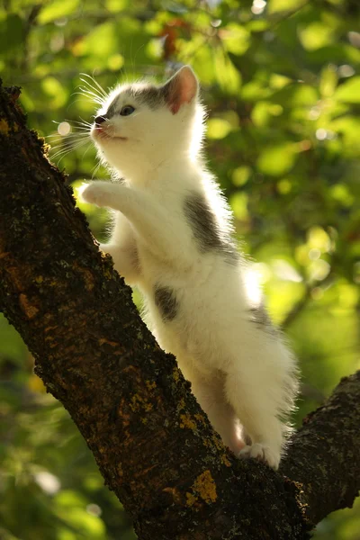 Söt liten kattunge klättring trädgren i sommar — Stockfoto