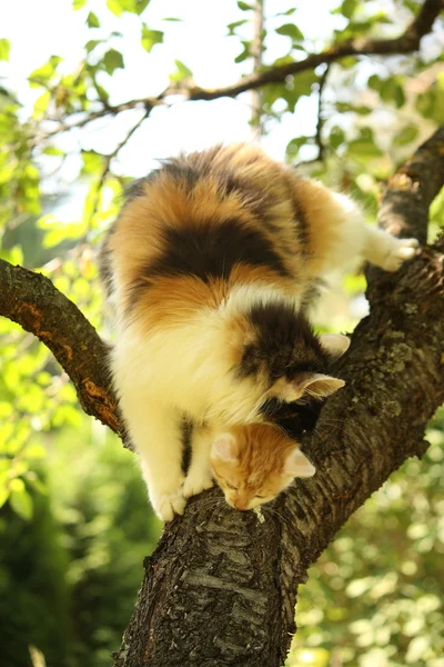 Mother cat climbing cat with her kitten — Stock Photo, Image