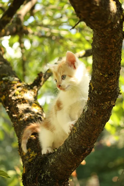 Lindo gatito pequeño trepando rama de árbol en verano — Foto de Stock