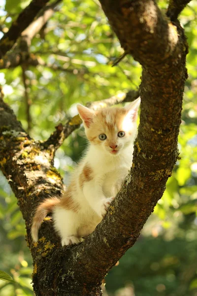 Cute small kitten climbing tree branch in summer — Stock Photo, Image