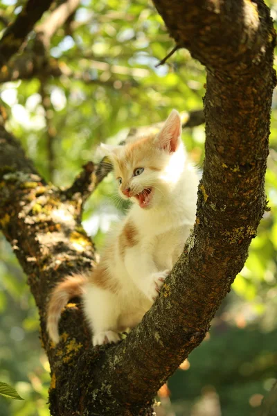 Симпатичный маленький котенок летом лазает по ветке дерева — стоковое фото