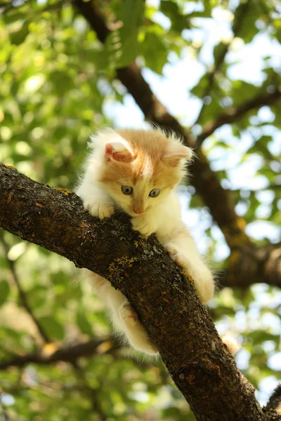 Cute kitten sitting on the tree branch — Stock Photo, Image