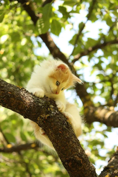 Gatinho bonito sentado no galho da árvore — Fotografia de Stock