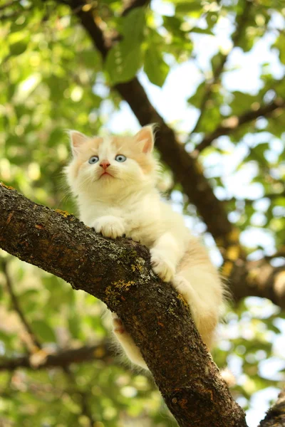 Cute kitten sitting on the tree branch — Stock Photo, Image