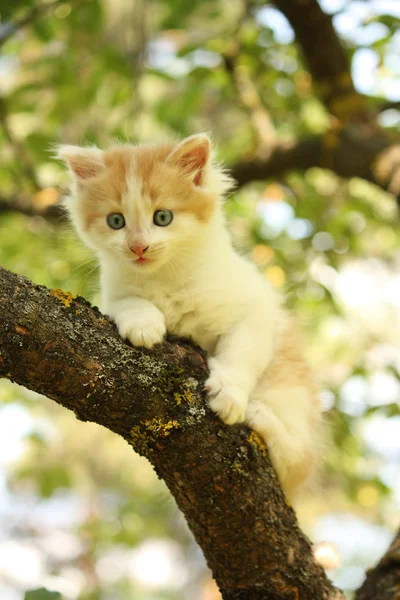 Cute kitten sitting on the tree branch — Stock Photo, Image