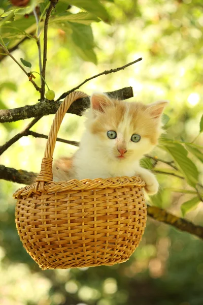 바구니에 하얀 작은 솜 털 고양이 — 스톡 사진