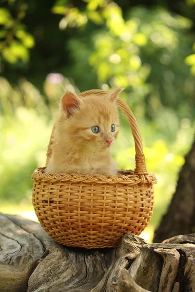 Симпатичный рыжий котенок сидит в корзине — стоковое фото
