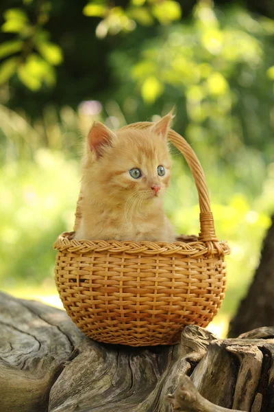 Adorable ginger kitten sitting in the basket — Stock Photo, Image