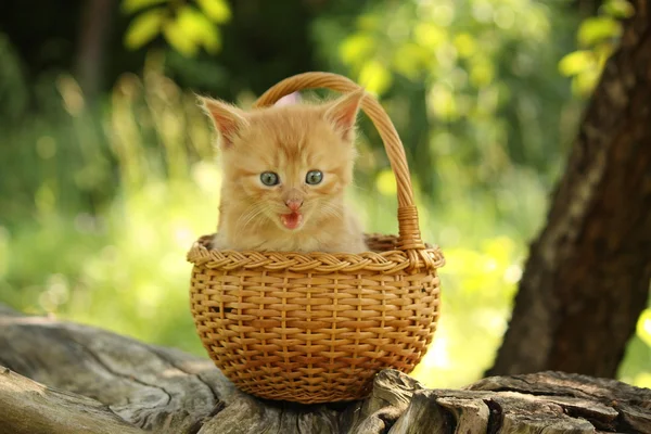 Śliczny kotek imbir siedzi w koszyku — Zdjęcie stockowe