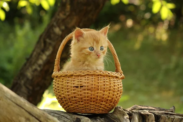 Adorable ginger kitten sitting in the basket — Stock Photo, Image