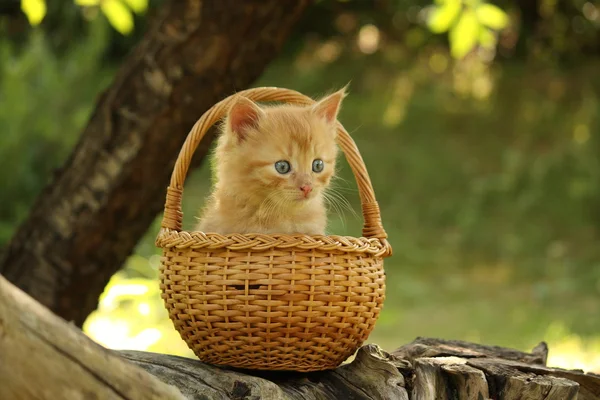 Adorable ginger kitten sitting in the basket — Stock Photo, Image